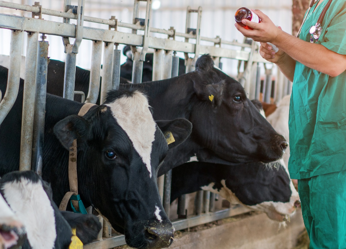Los veterinarios rurales garantizan la seguridad alimentaria, “controlan la transición de todos los alimentos desde las explotaciones.