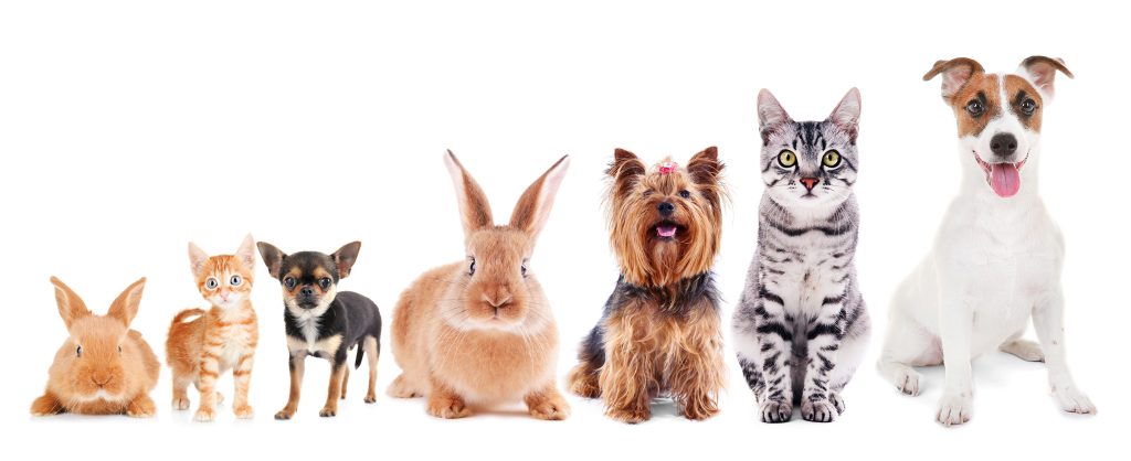 Lo que debes saber los seguros a mascotas