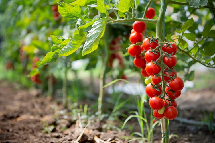 Una nueva investigación suma propiedades al tomate, que se perfila como un antimicrobiano para el tracto digestivo y urinario.